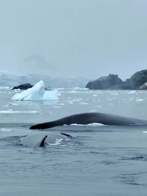 10 days in Antarctica: Wildlife, the Drake Passage and what the expedition was like [OC]