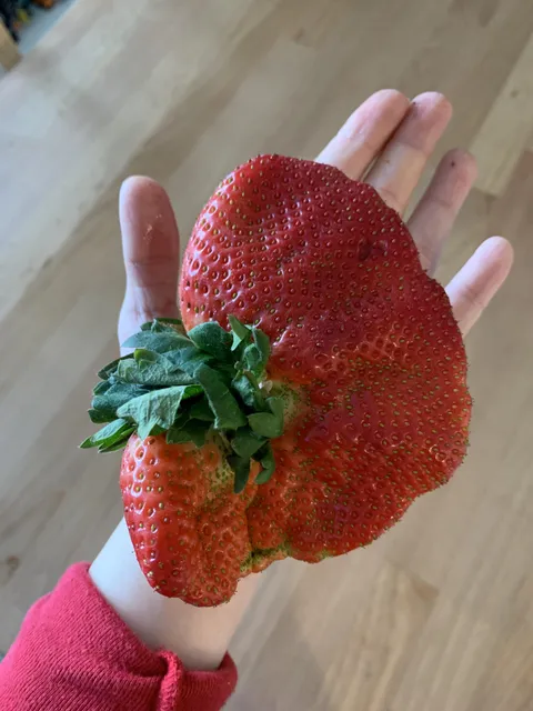 Got this huge strawberry