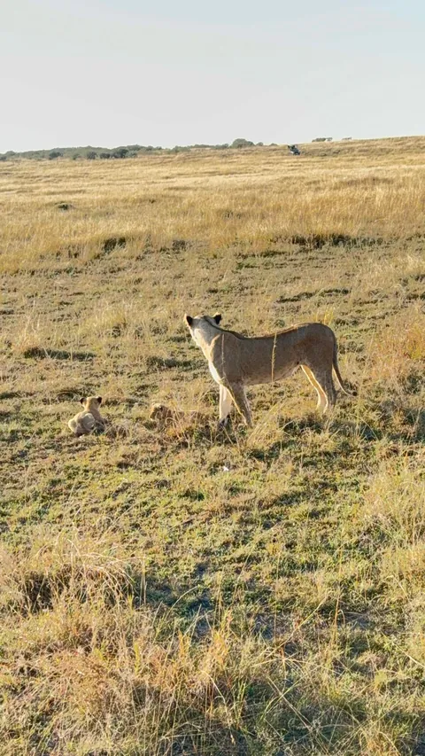 First safari experience, and I’m so happy we chose Kenya (2025)
