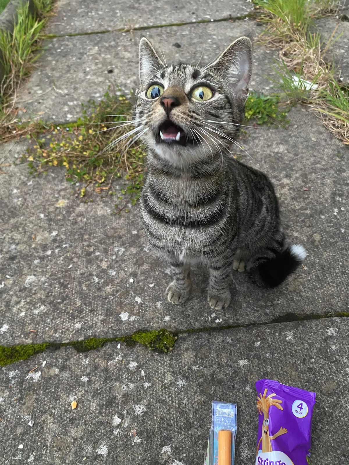 Missing kitten (about 8-10 months old) in Glasgow area, please read description.