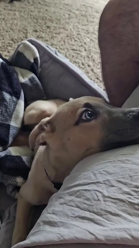 Kelpie's first hour in her new home 