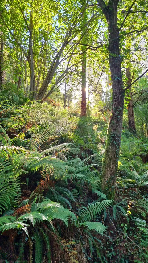 Walking the Camino from Irun to Bilbao