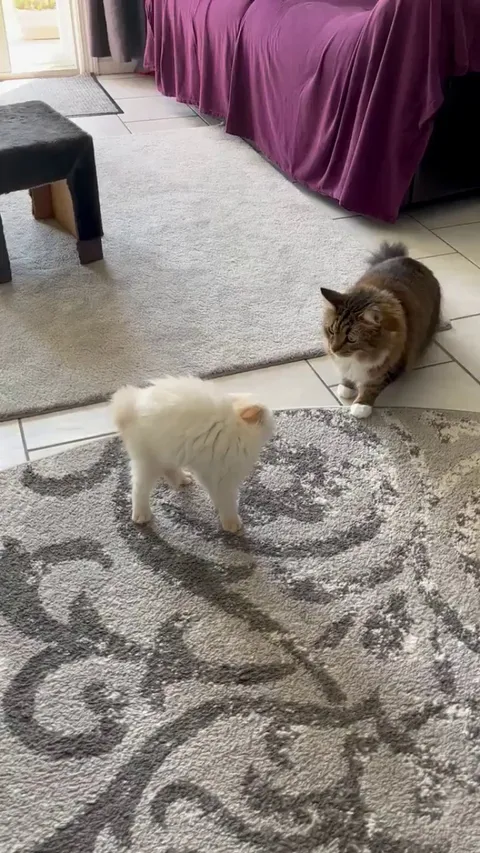 My cat is being terrorized by a tiny invader