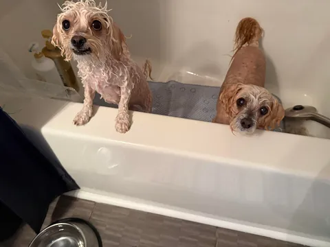 Lilly from how she was found to today. (Guest appearance by His Highness Sir Linus)