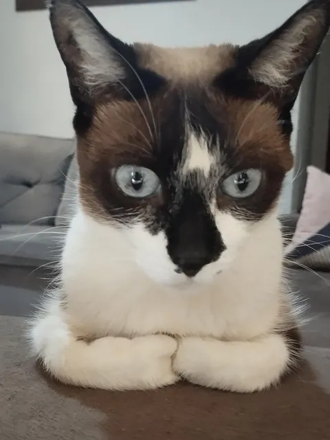 My cat likes to sit like this