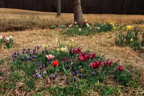 I planted 2000 bulbs this past winter and many are emerging.