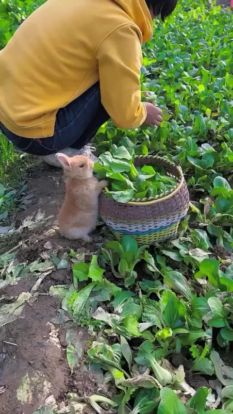 Little bunny is helping with the harvest