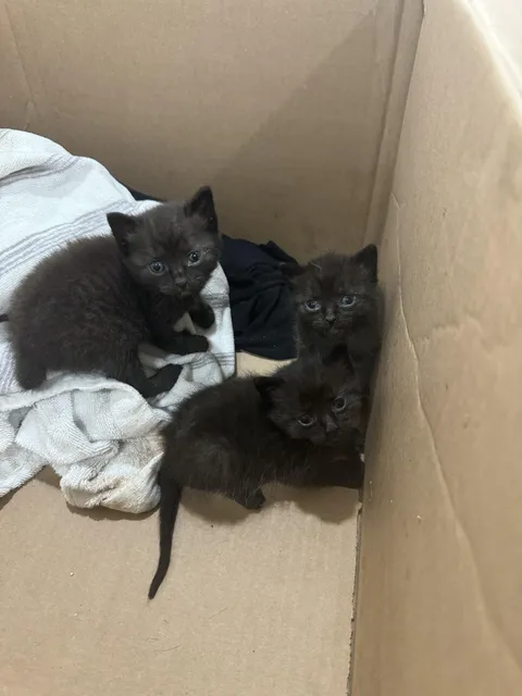 CDS gives me 3 Black kittens on Friday the 13th. 