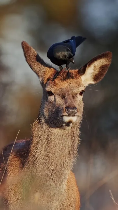 🔥Symbiotic relationship between a jackdaw and a red deer
