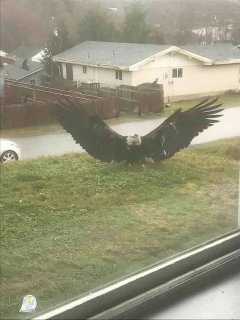 🔥 Absolute unit of an Eagle 🔥