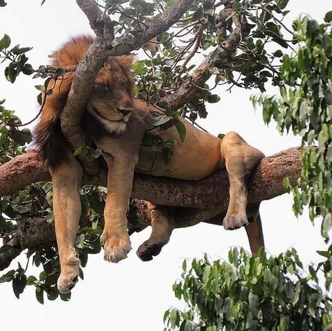 🔥 Lion taking a catnap