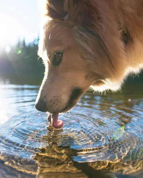 Thirsty boye