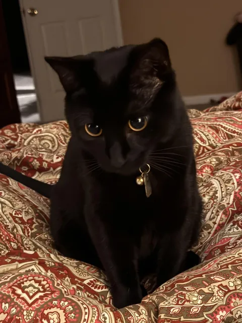 A stray has become my constant companion