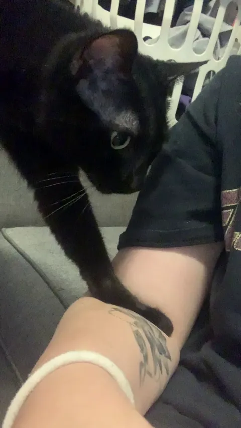 “If I go slow mom won’t noice me getting on her lap” -my cat
