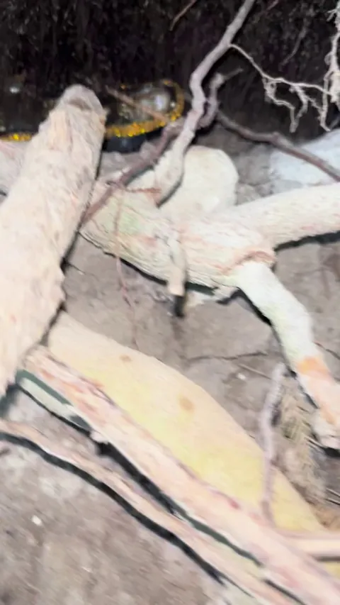 I was collecting a geocache and there was a MASSIVE daddy long lest nest above it