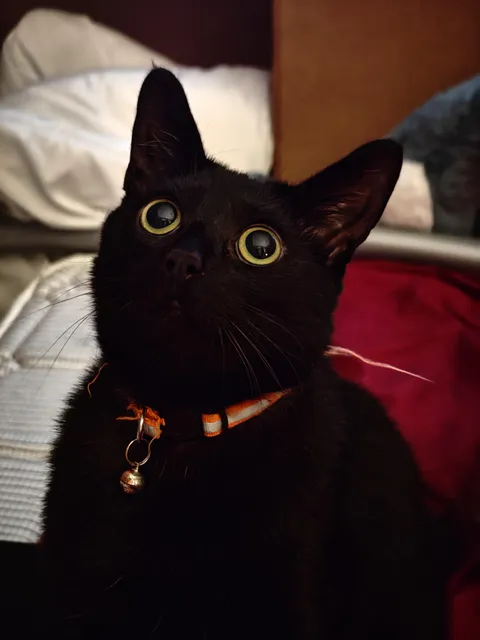 Dingus loves when a moth flies in