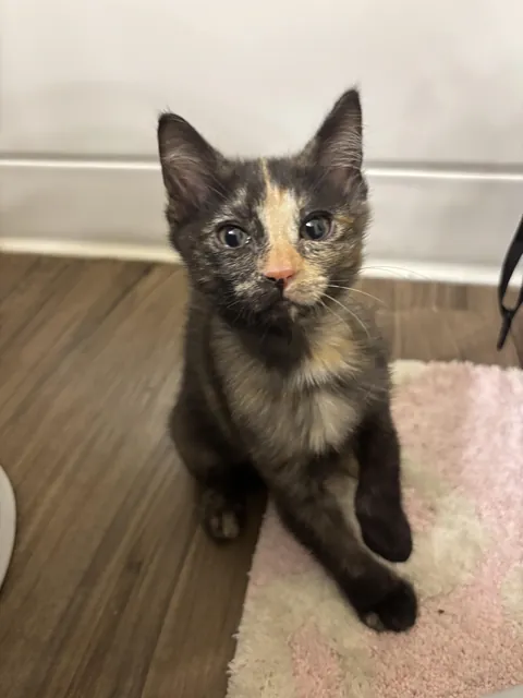 Shelter kitty! Welcome Home Pumpkin!