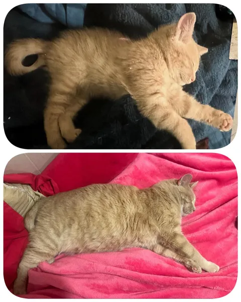 Theo still plays until he falls over 🥰 6 weeks to 6 years