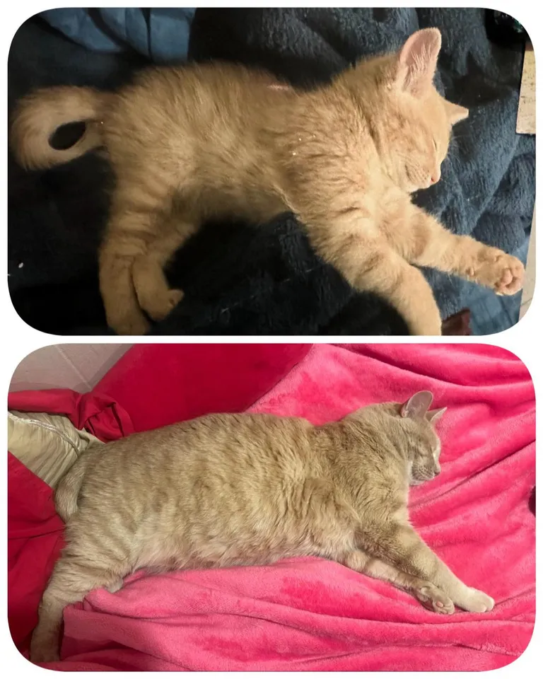 Theo still plays until he falls over 🥰 6 weeks to 6 years