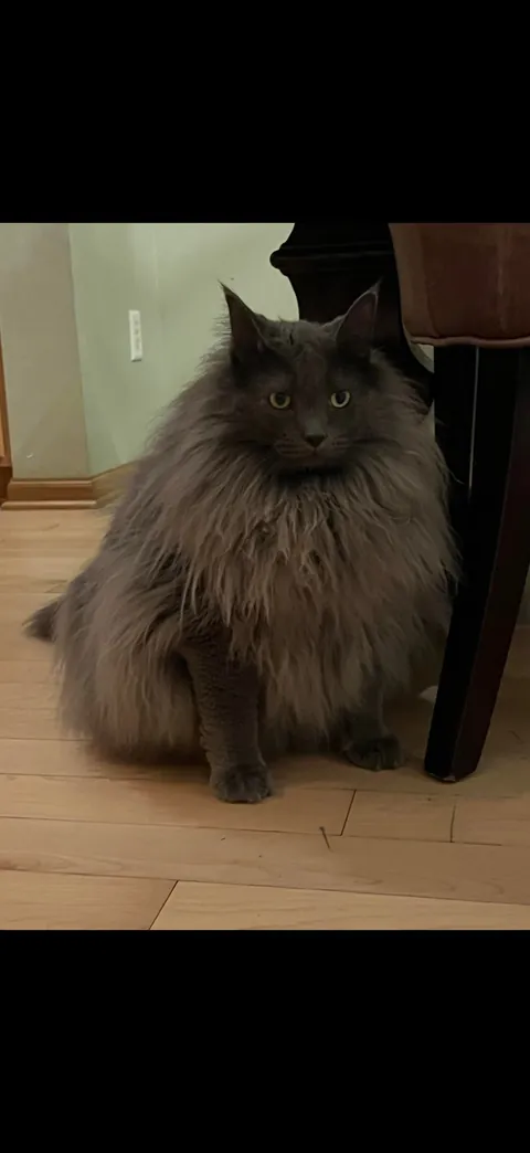 My kitty as a baby vs now