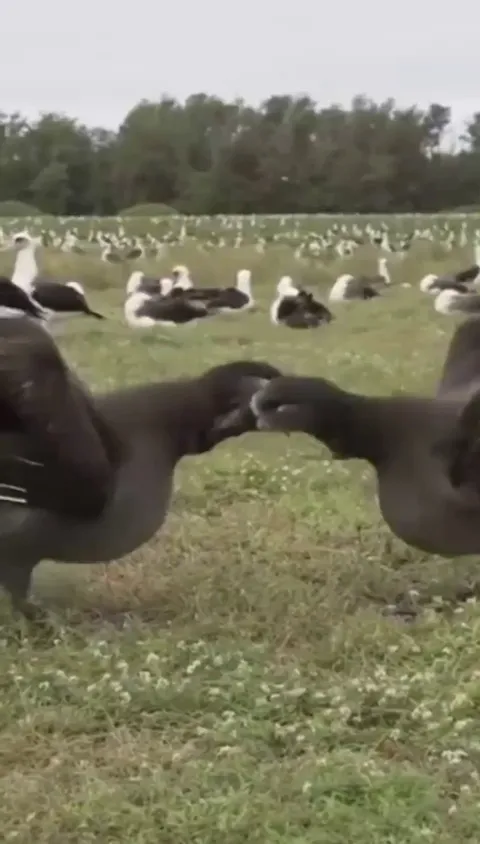 🔥courtship dance of the Ka'upu (black-footed albatross)