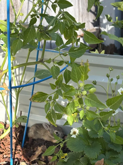 Somebody liked my garden 🐰