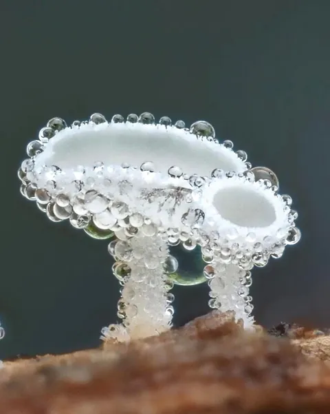 New Zealand photographer takes stunning photos of tiny mushrooms