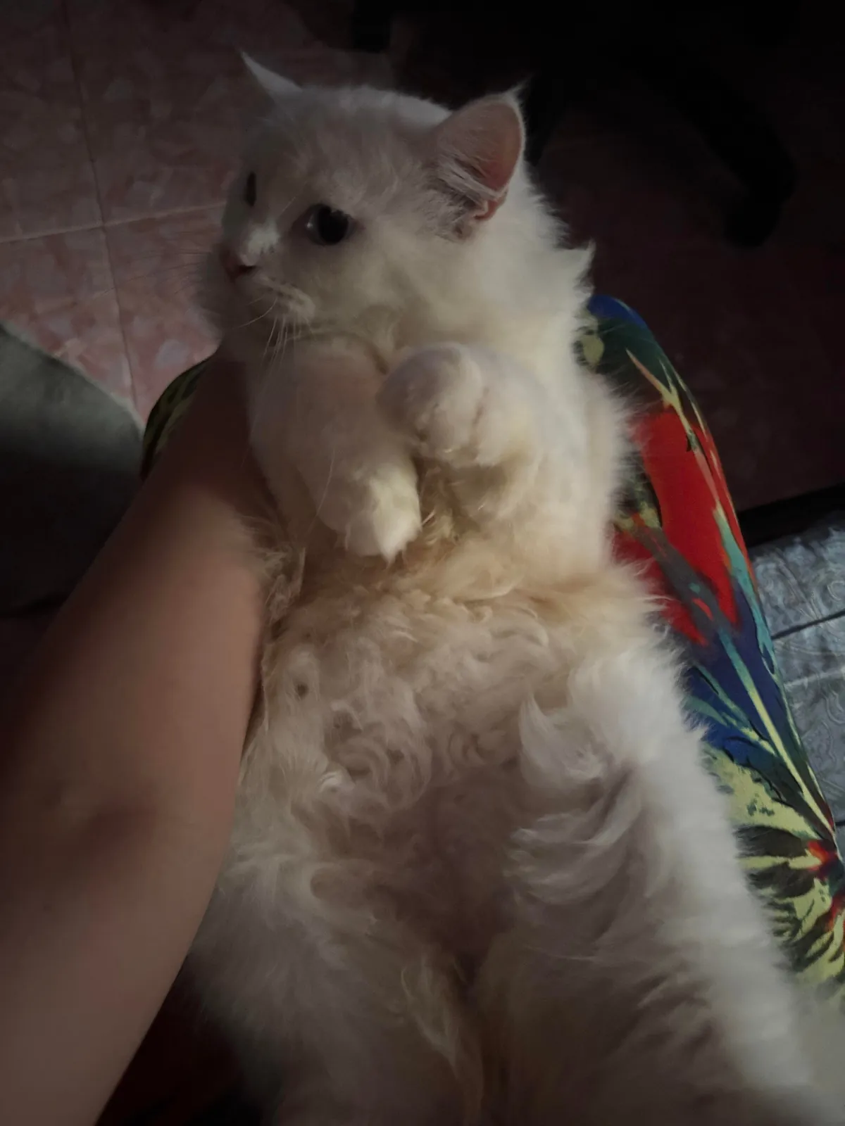 Happy 8 month birthday my yuki ❤️