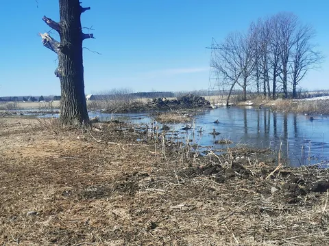 A local farmer destroyed a .5K stretch of river to make a corn field, right before spawning season. He didn't have permits