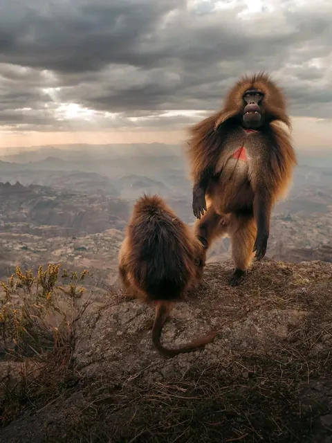 🔥The Gelada found only in the Ethiopian Highlands.