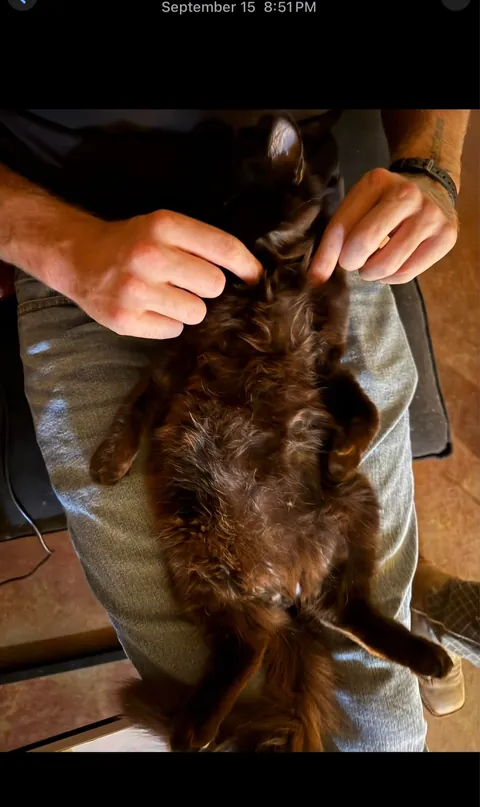 My cat is …. Changing colors? This