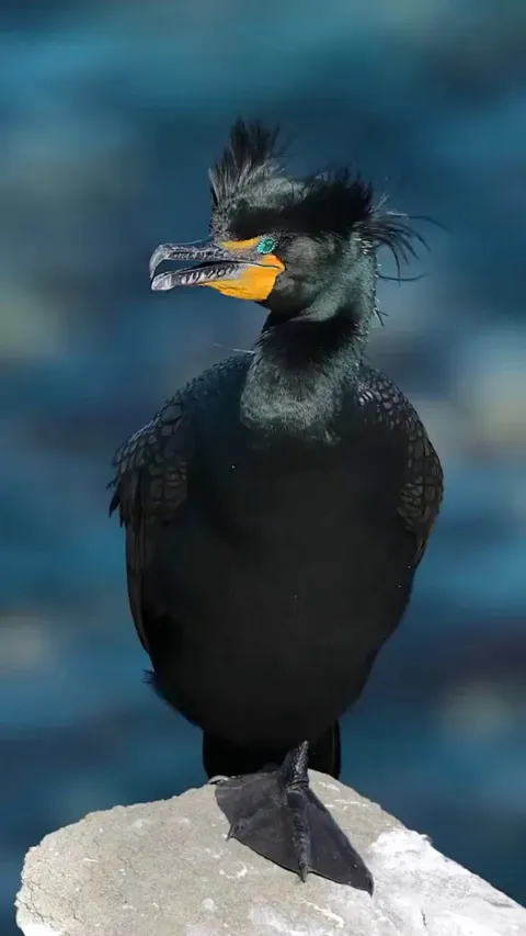🔥 Double-crested Cormorant with its sparkling eyes and a bright blue mouth