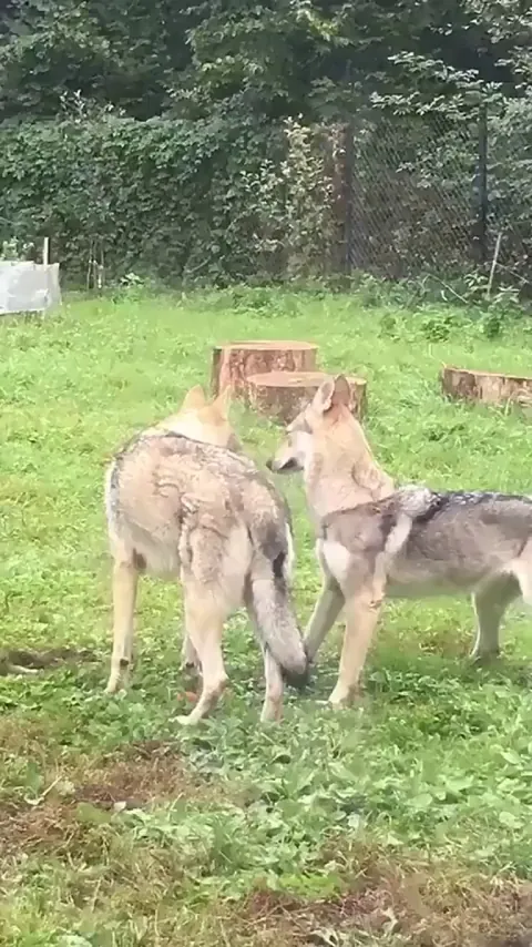 Rage baiting is an universal concept for fun..