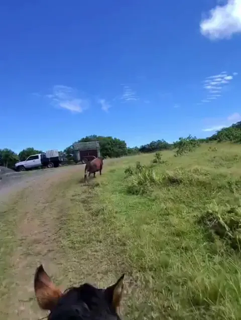 POV of a guy on a horse using a lasso on a bull