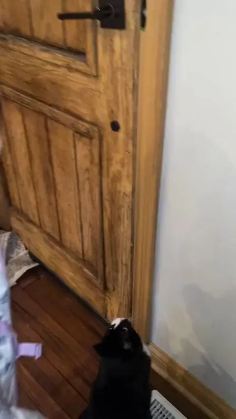 Craig the cat doing his school bus duties