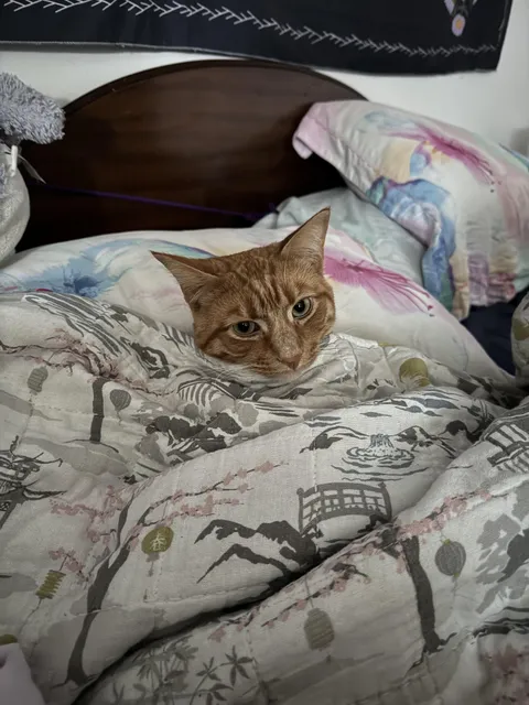 It may not be a huge milestone, but I’m 6 weeks alcohol free!! [OC]