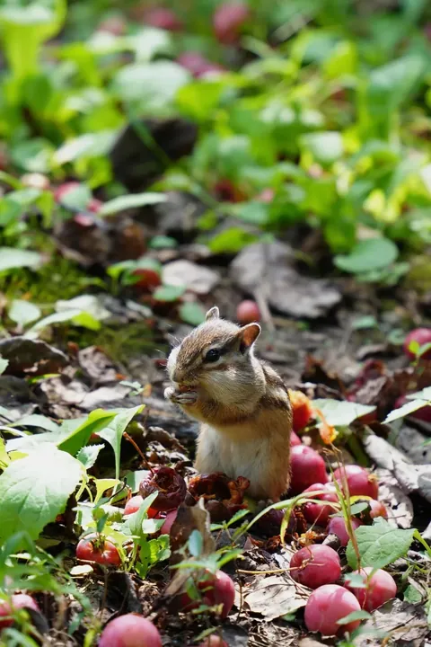 Spotted the cutest chipmunk ever at my local park!
