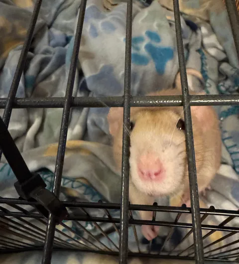 He finally got neutered!