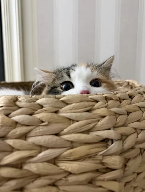 Lunais peeking at me again🥰