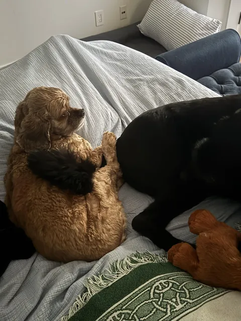 She’s practicing her wrastlin’ moves on her brother🤣