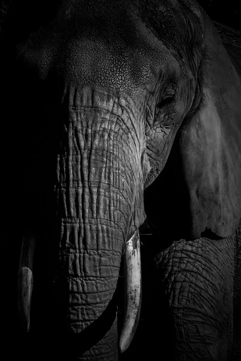 ITAP of an African elephant