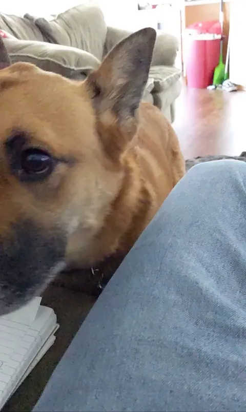 Day three of roommate's dog getting used to trusting me - (we went to the park, she wants to go back!)