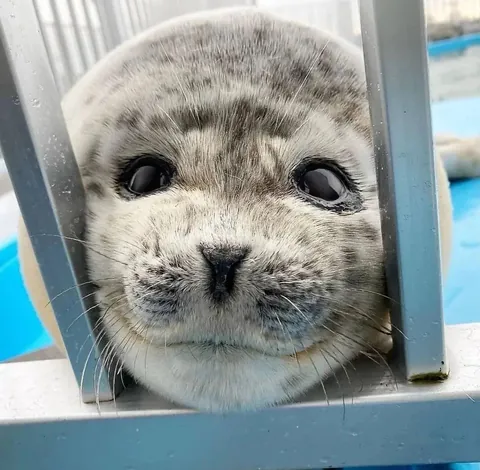 Smiling seal ❤️❤️❤️