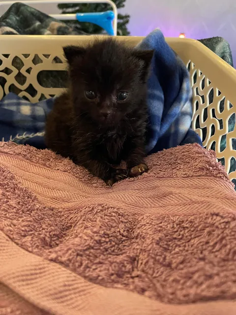 Mortimer The Frostbitten Kitten