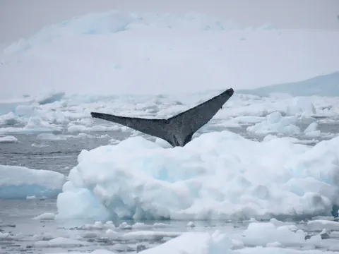 My trip to Antarctica: icebergs, penguins, sleeping on the ice etc.