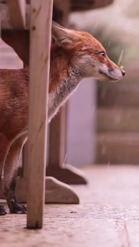🔥A young fox sheltering from the rain in London [OC]