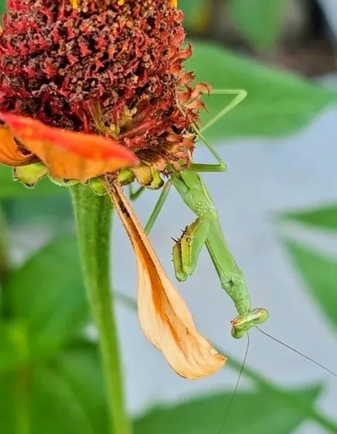 Pollinator garden UPDATE