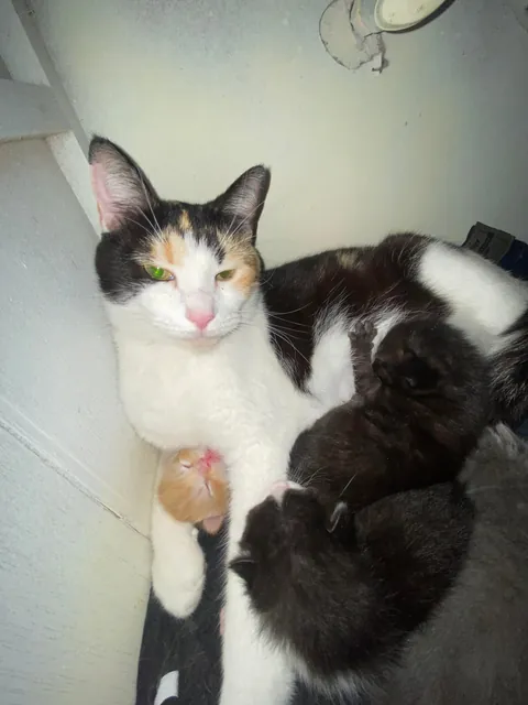 Our Stray Rescue was Pregnant 😅