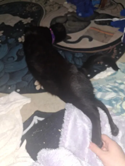 Im curious, does it mean somthing when your cat is constantly following you