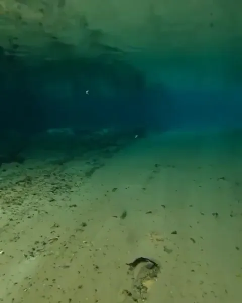 Capybaras are excellent swimmers, however they're also quite skilled at running underwater.